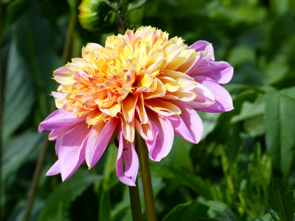 Colors summer garden