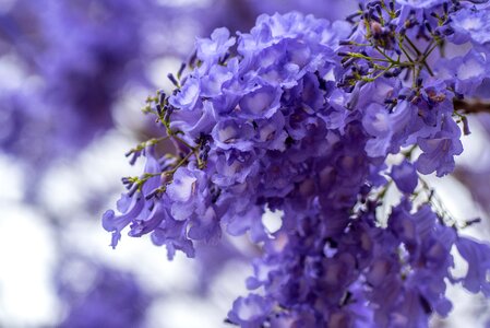 Flower violet spring