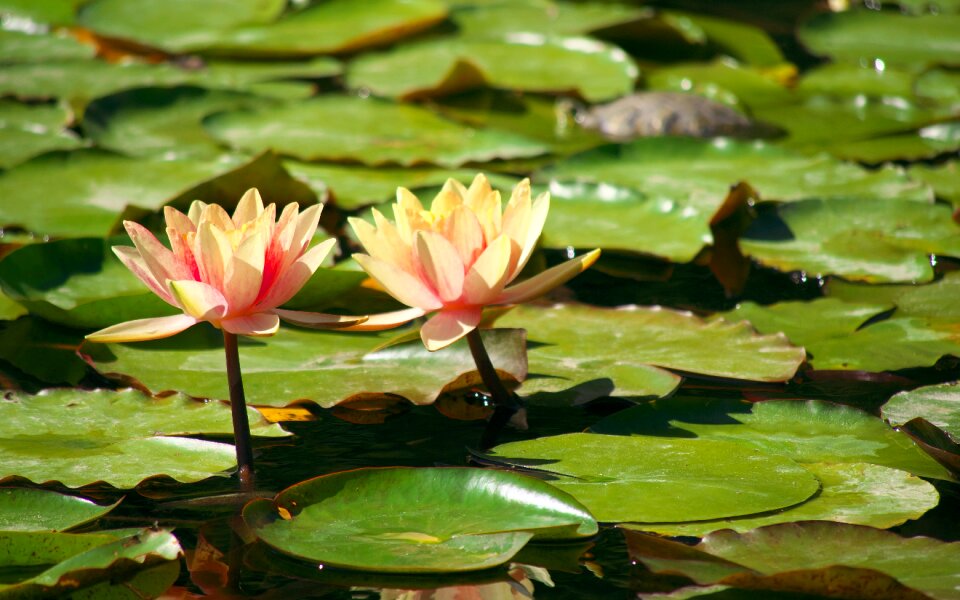 Pond flowers leaves