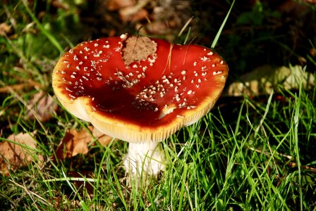 Nature toadstool autumn