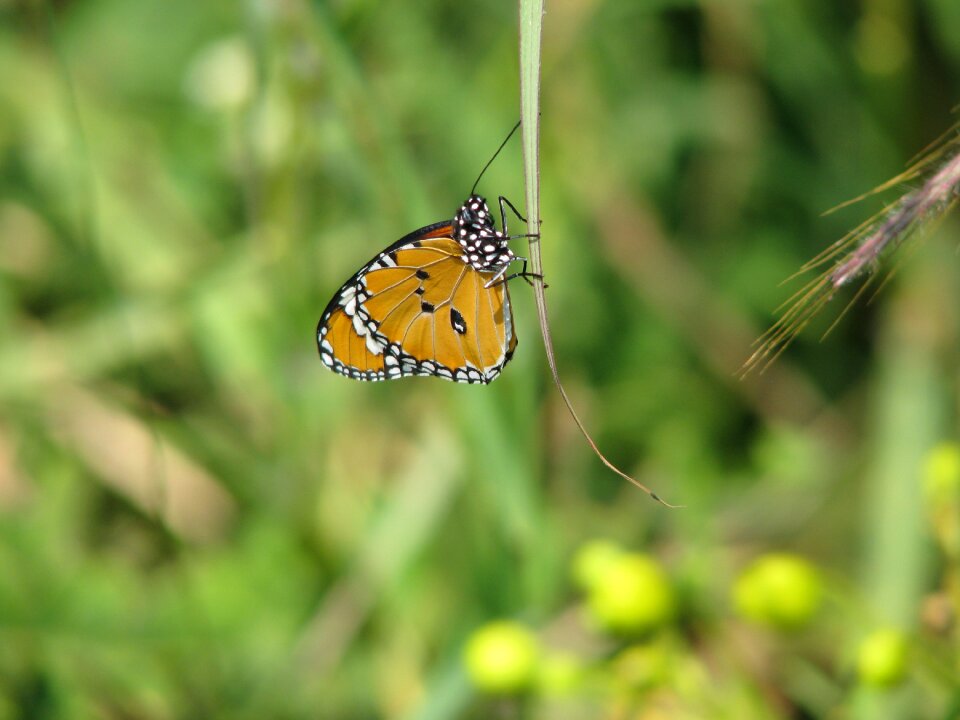 Nature insect flower