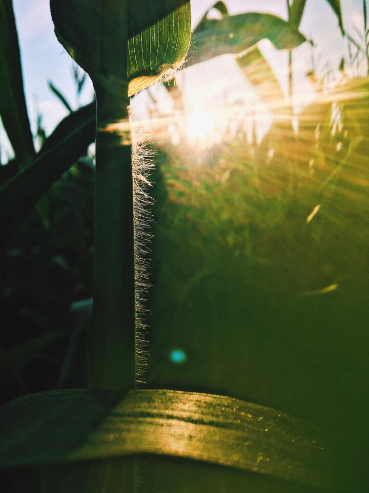 Sunset agriculture autumn