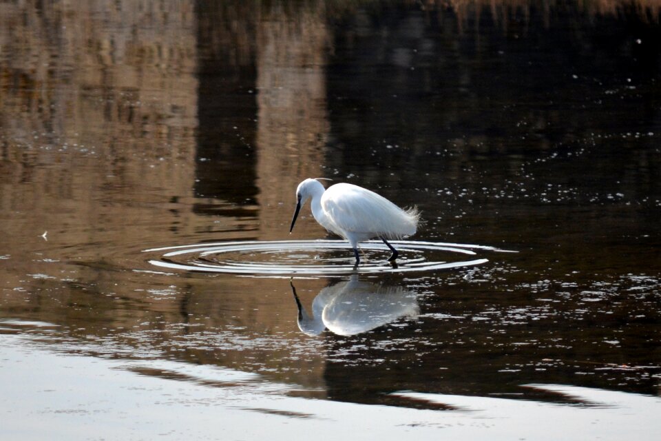 Bird park water reflection