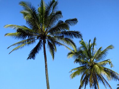 Bali palm trees coconut