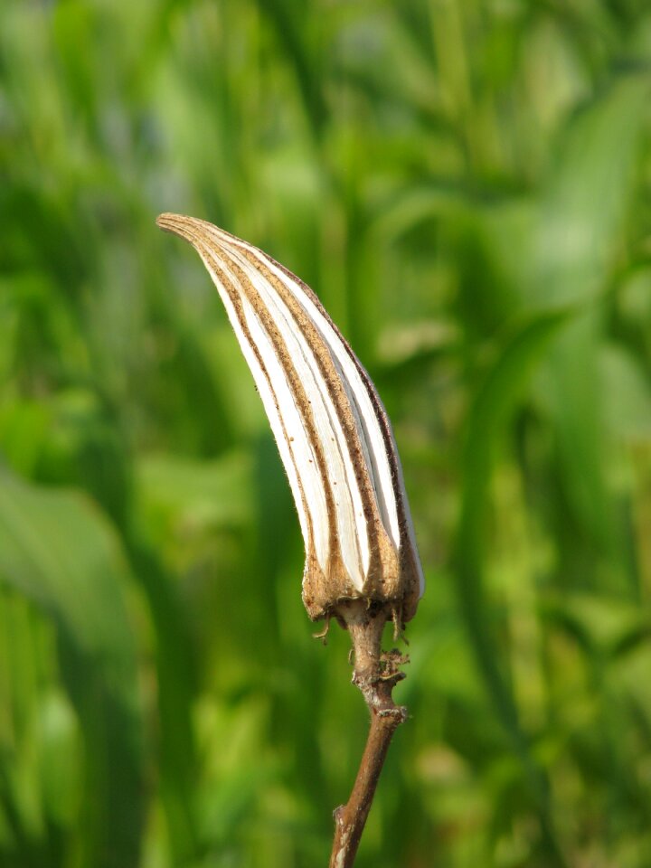 Green healthy dried