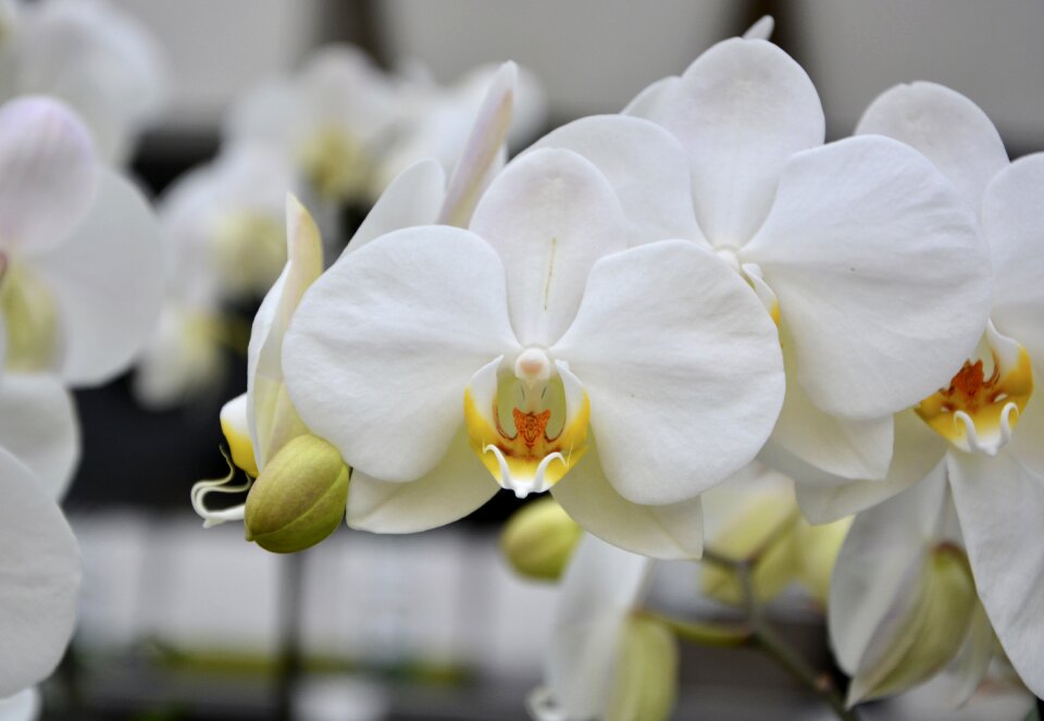 Decoration decorative flower garden