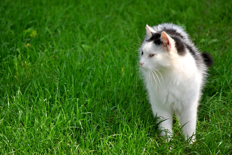 Black and white cat domestic cat animal