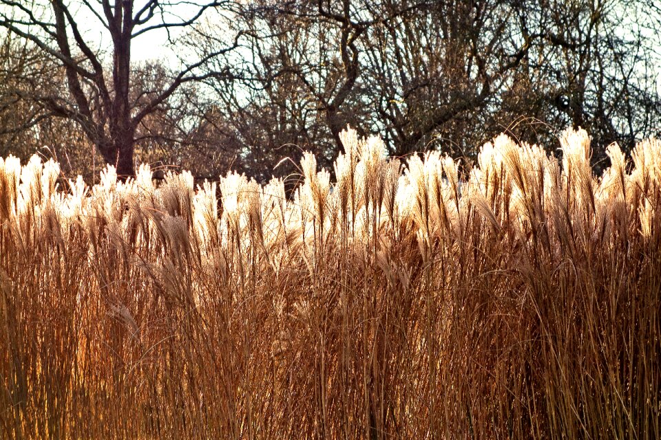 Plume cortaderia selloana feathery