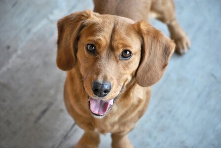 Brown smile standing dog