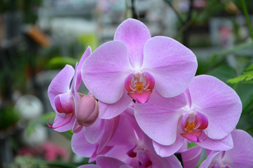 Color pink their decorative plants