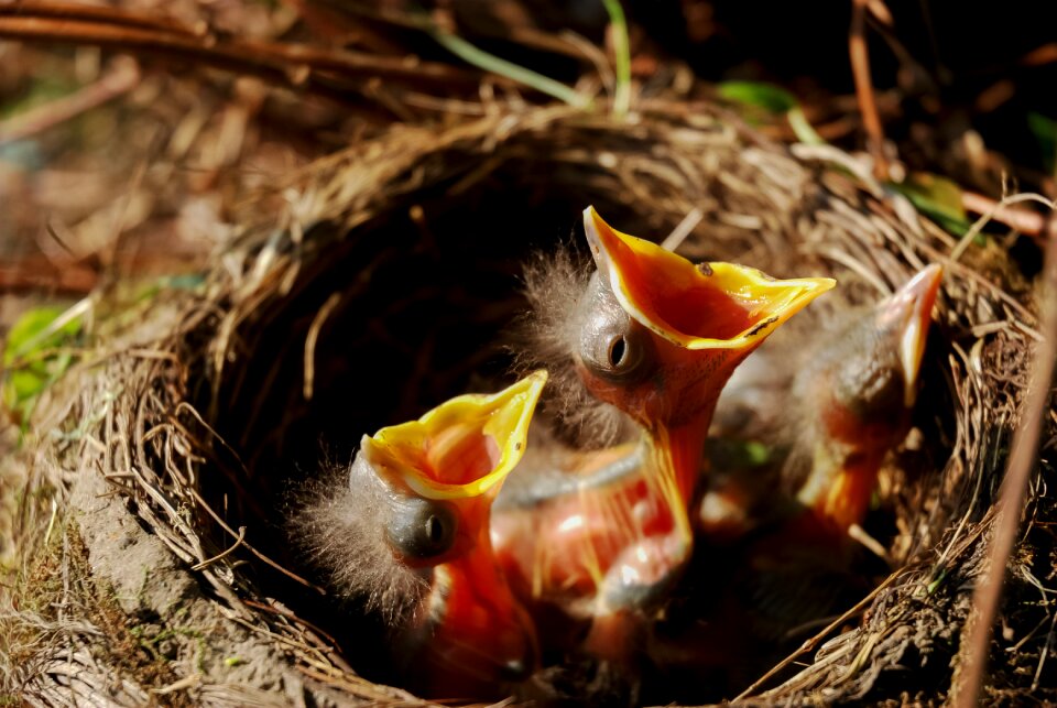 Family clutch feathers