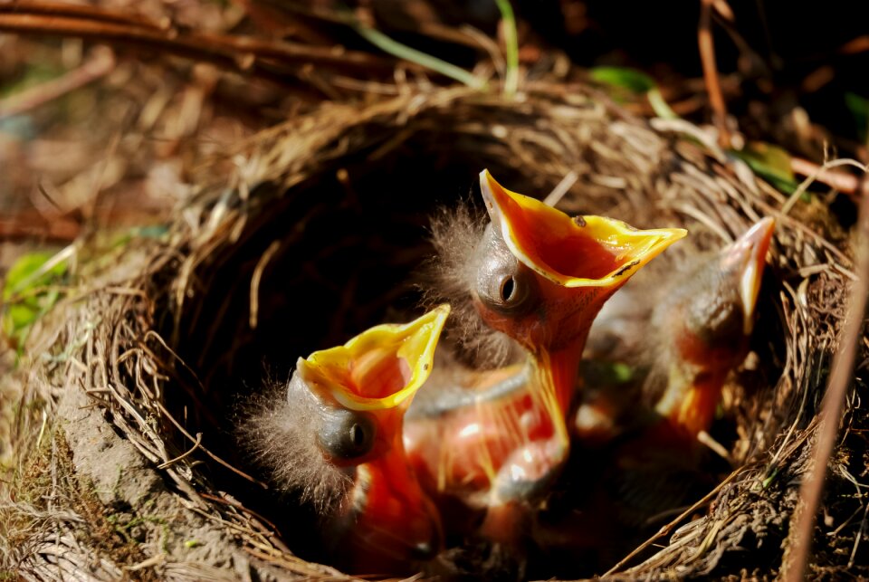 Family clutch feathers photo