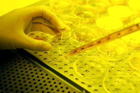 Tissue culture (hamster)