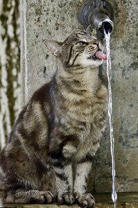Animal world domestic cat cat face