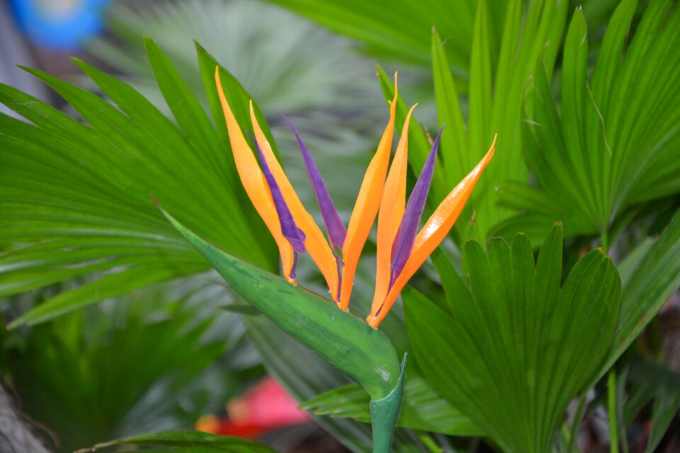 Brilliant botany color