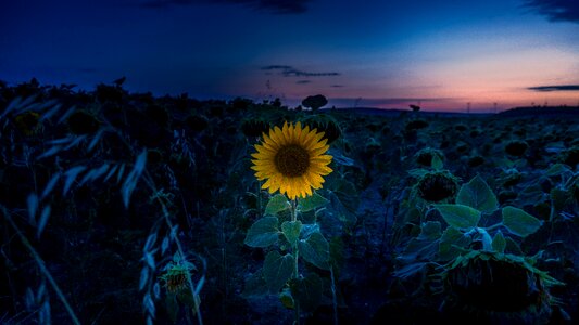 Sky nature summer