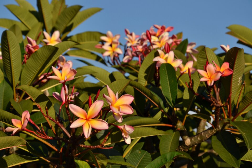 Nature summer petal