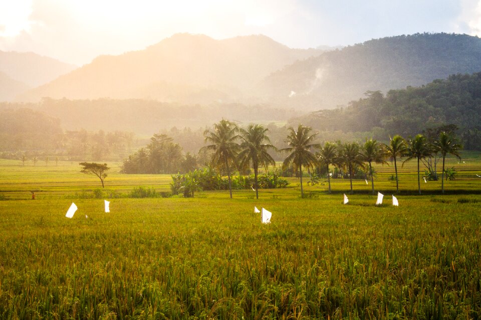 Yellow village indonesia