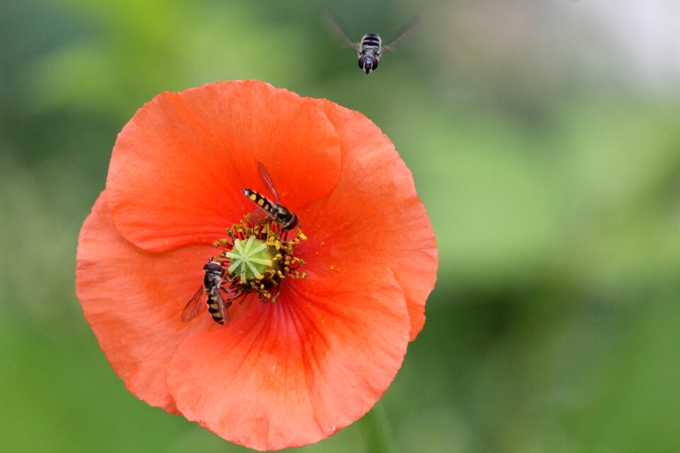 Bees insect insects