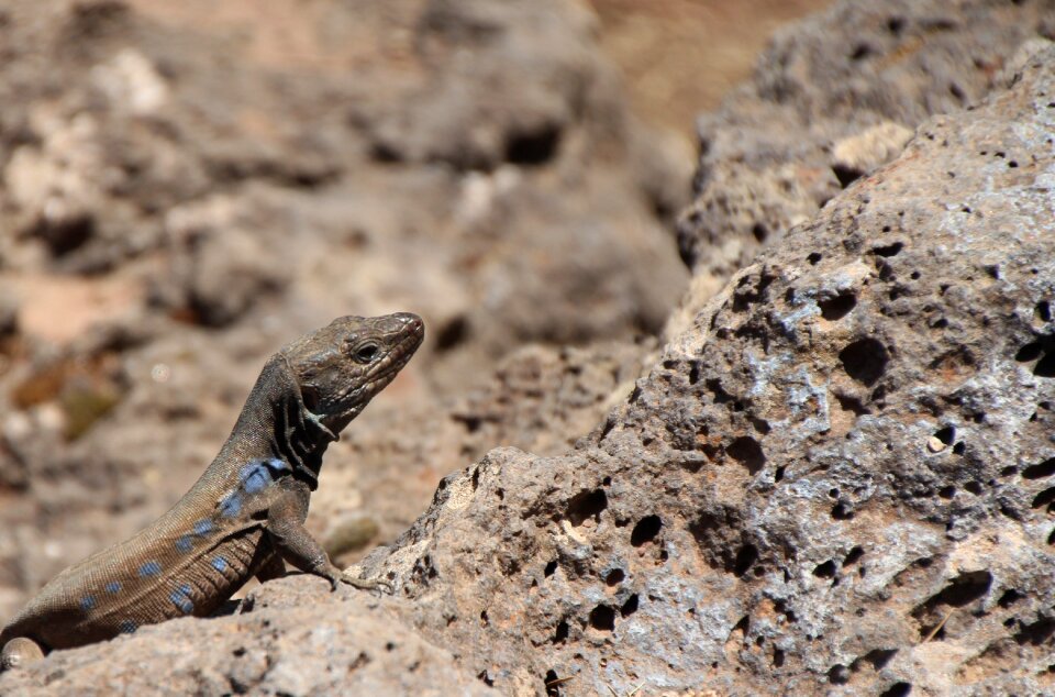 Canary islands reptile close up