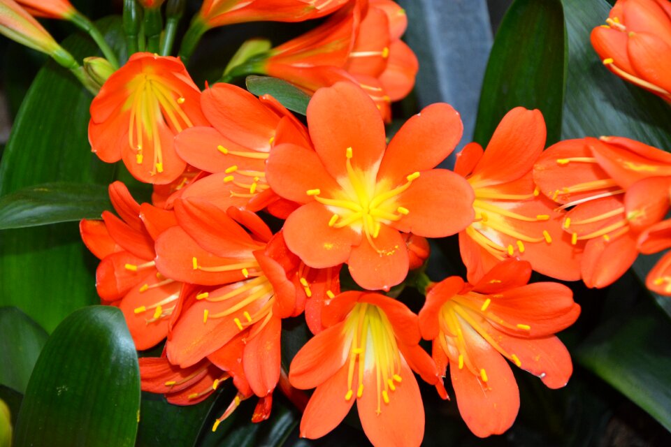 Orange color garden nature green leaves