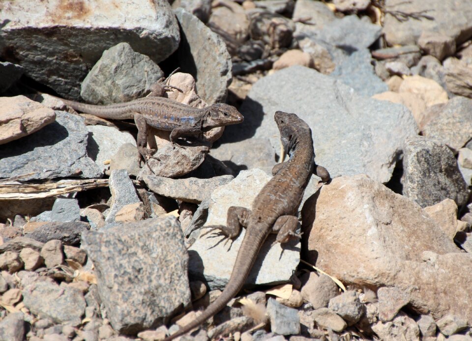 Canary islands reptile close up