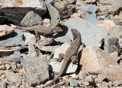 Canary islands reptile close up