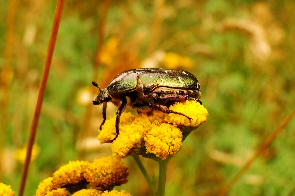 Plant animals the beetle