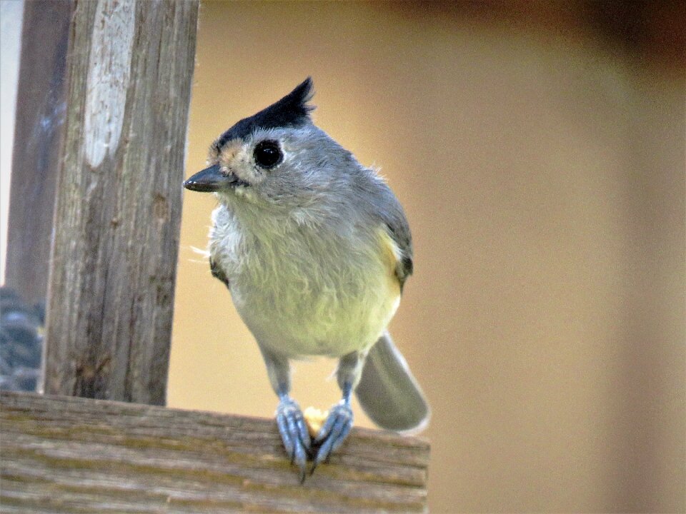Cute close up wildlife