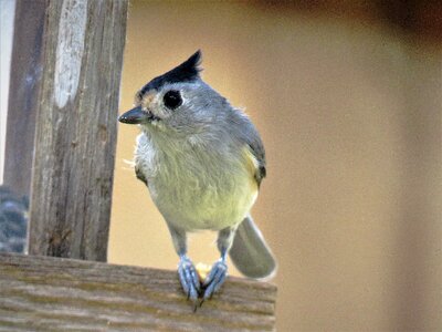 Cute close up wildlife