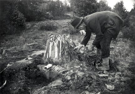 Tjärbränning. Tjärmila täckes med granris - Nordiska museet - NMA.0052057