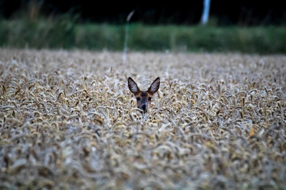 Fallow deer wild young animal