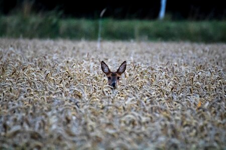 Fallow deer wild young animal