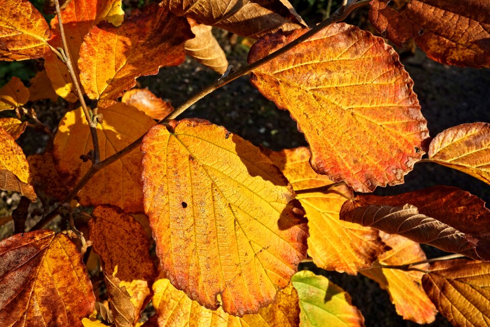 Autumn color golden golden glow