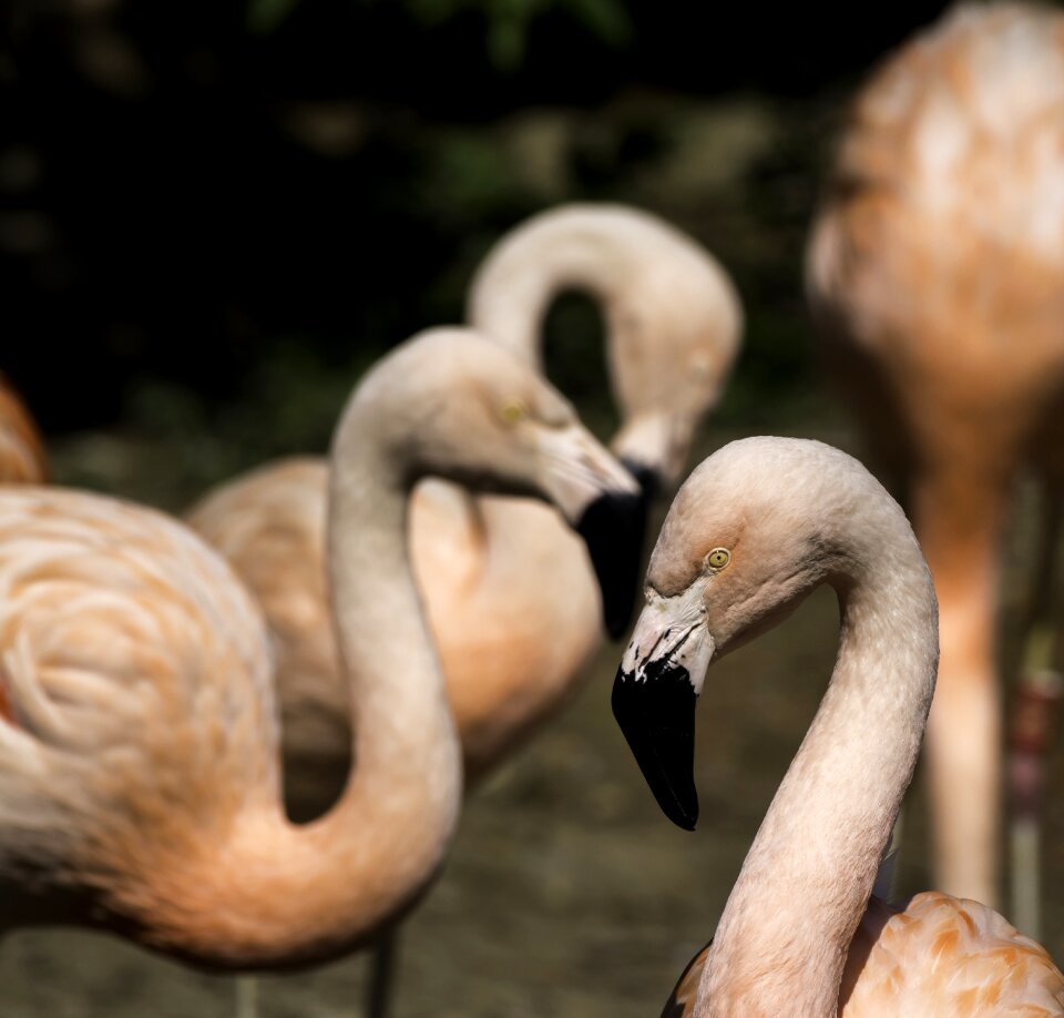 Animal flamingo neck