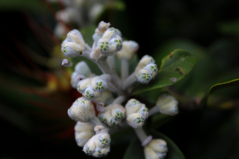 Green gardening growth