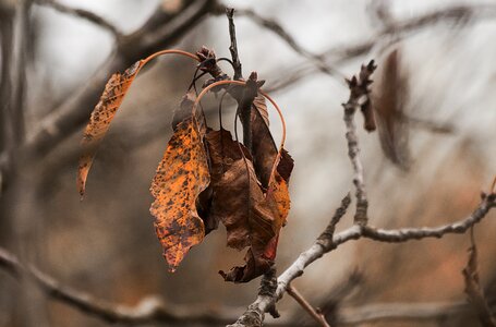 Dead leaf leaves nature