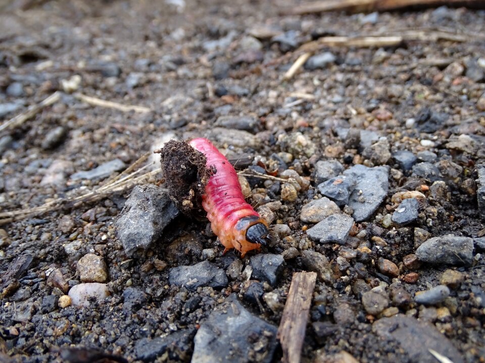 Clay natural earthworm