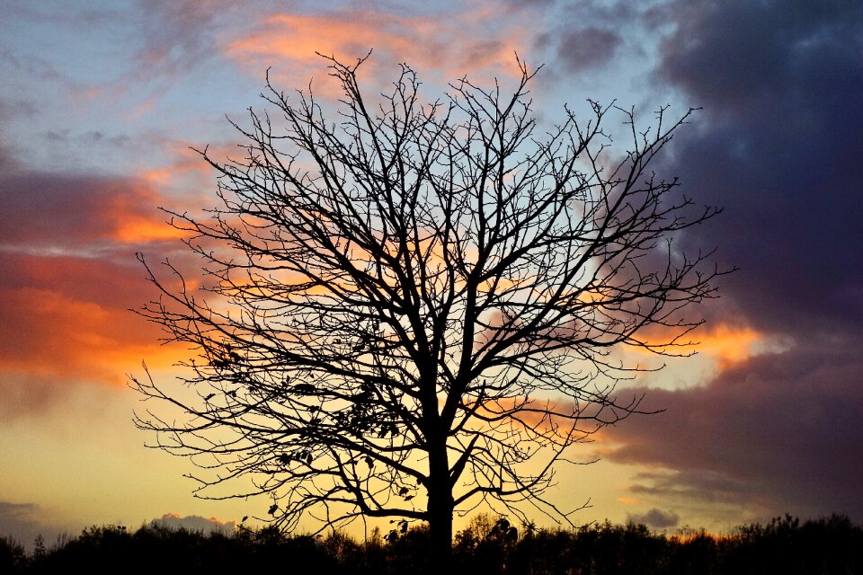 Silhouette tree silhouette winter tree photo