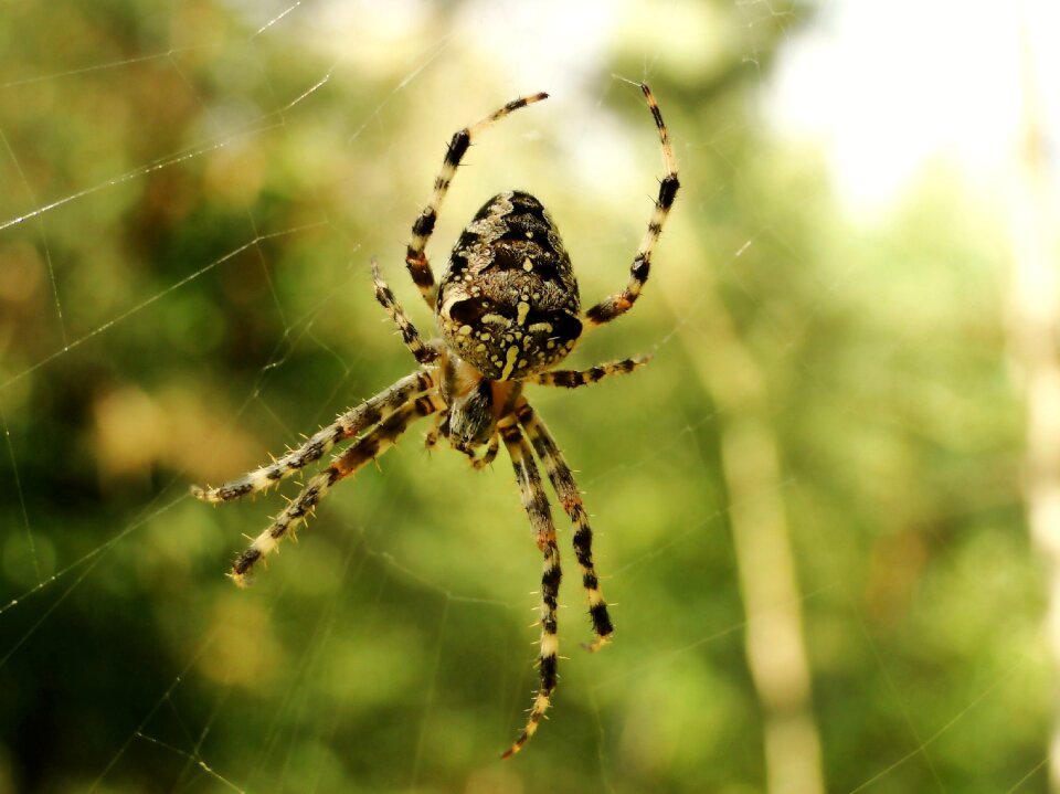 Cobweb insect animals
