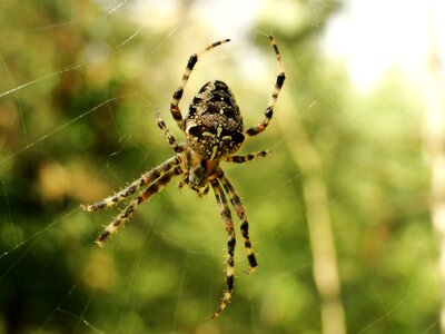Cobweb insect animals