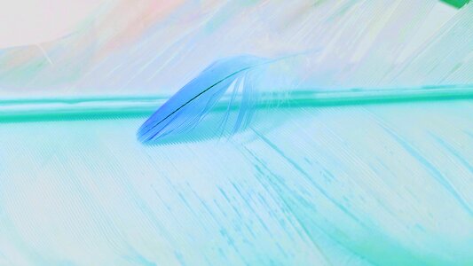 Feathers pattern color