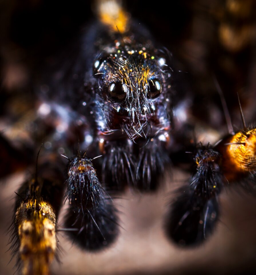 Arachnids macro portrait