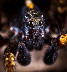 Arachnids macro portrait