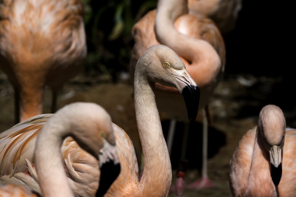 Animal flamingo beautiful