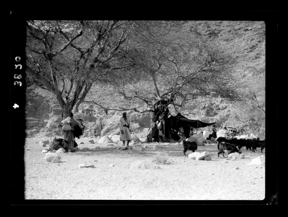 To Sinai by car. Bedouin camp under Acacia trees LOC matpc.15565