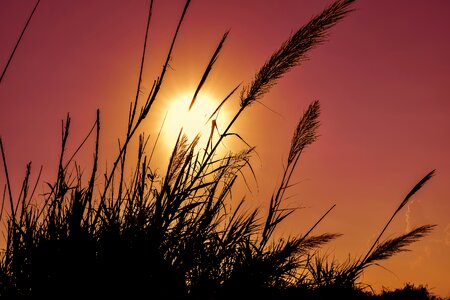 Nature colorful evening