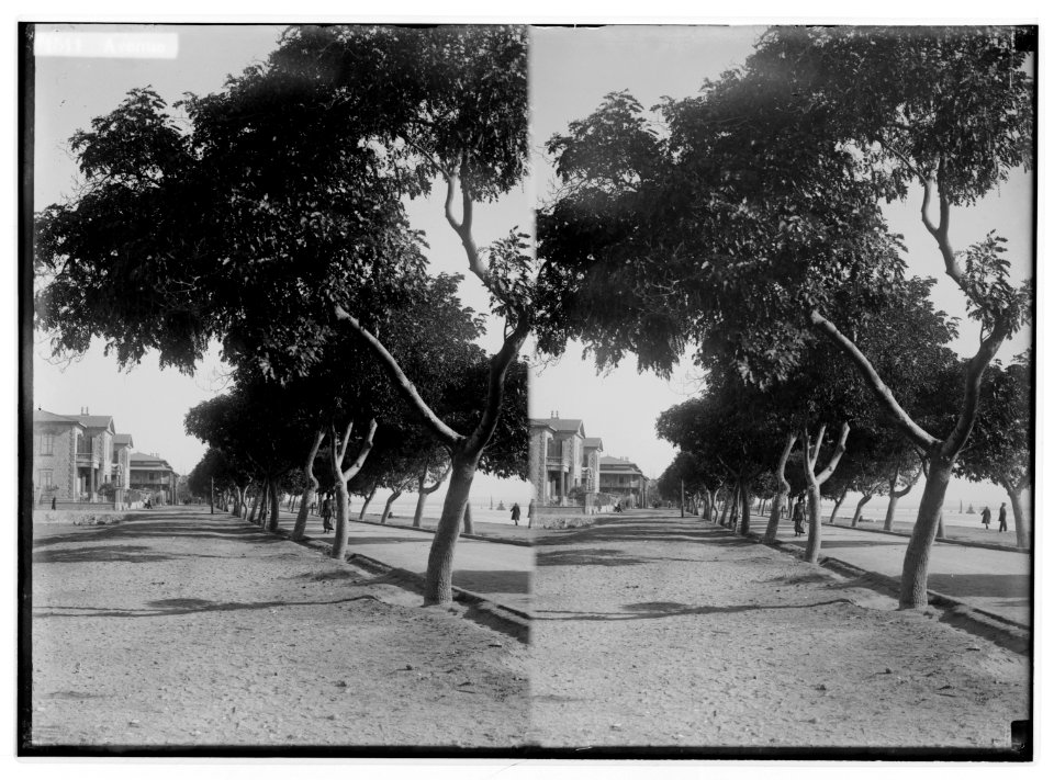 To Sinai via the desert. Avenue along the Suez Canal at Port Tewfik. LOC matpc.01939
