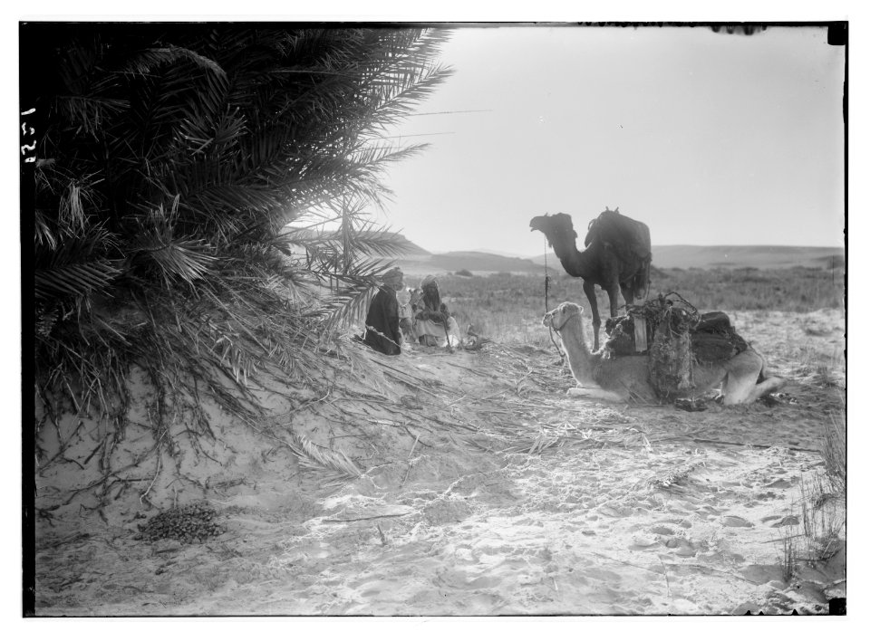 To Sinai via the desert. Scene in Wady Taiybeh. LOC matpc.01947