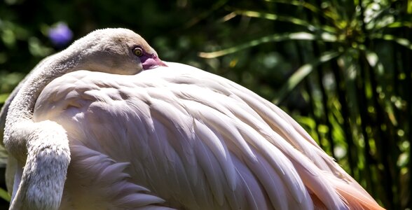 Wildlife wing flamingo photo